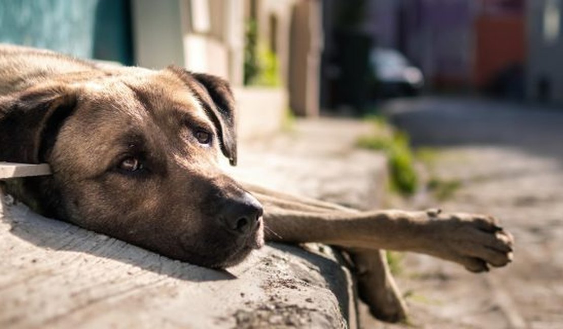 MPAL recomenda que prefeita de Delmiro Gouveia adote medidas para controle de animais nas ruas