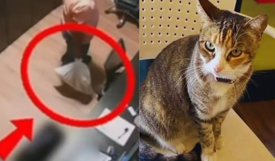 Ministério Público denuncia e pede prisão dos acusados da morte da gata Camila
