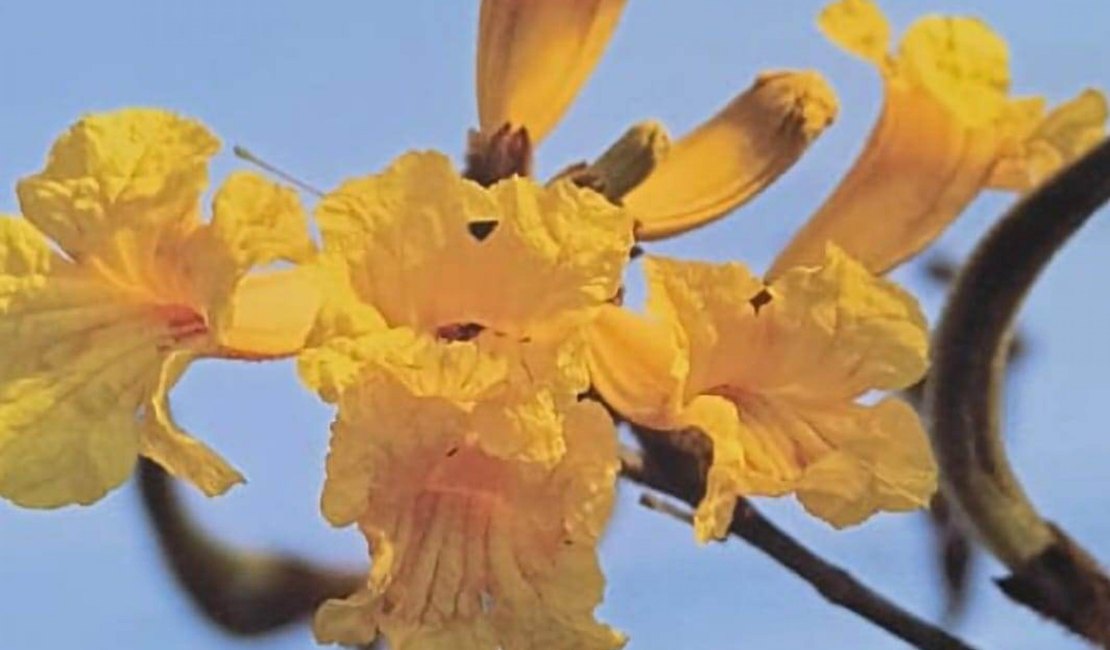 Pesquisadores da Uneal identificam espécies de flores da avenida Ceci Cunha em Arapiraca