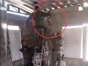 Jiboia se esconde em telhado de casa no Benedito Bentes e é resgatada pelo BPA