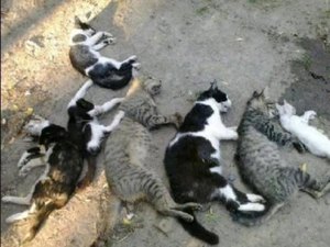 Moradores denunciam envenenamento de gatos em Arapiraca