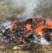 Delegacia incinera mais de meia tonelada de drogas apreendidas em Arapiraca
