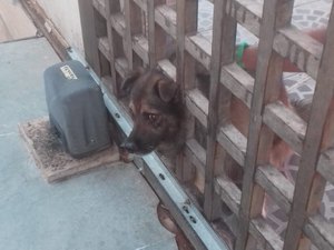 Corpo de Bombeiros é acionado para resgatar cachorro preso em portão