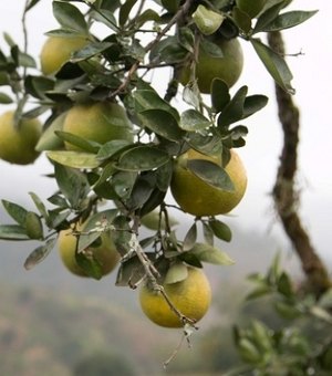 Produção de frutas na cidade de Murici diversifica o agronegócio alagoano