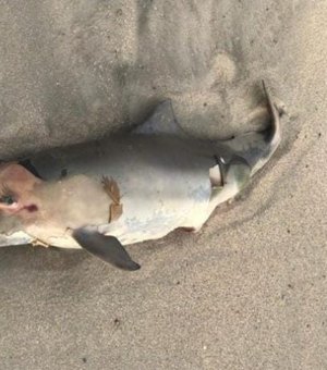 Mergulhador encontra golfinho morto na praia de Maragogi