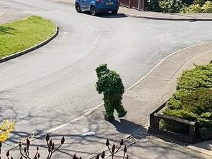 Homem se veste de arbusto para furar quarentena e fazer compras