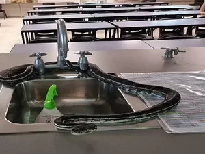 Aula prática? Cobra piton invade laboratório de ciências e assusta alunos