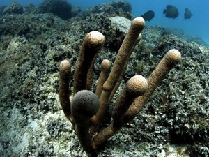 Estudo mostra que lama de barragem em MG danificou corais de Abrolhos (BA)