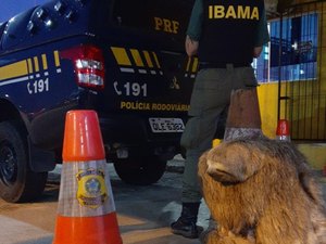 Ação conjunta da PRF com Ibama resgata bicho-preguiça em São Miguel dos Campos