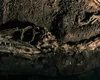 Fóssil descoberto no Brasil lança luz sobre origem dos dinossauros
