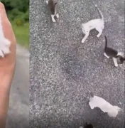 Vídeo: gato “engana” motorista e faz ele resgatar vários gatinhos