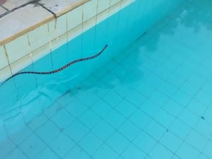 Bombeiros resgatam cobra em piscina de residência em União dos Palmares