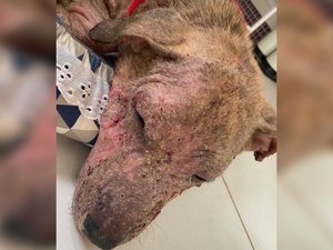 Projeto lei visa obrigatoriedade de denúncia a mau-tratos de animais