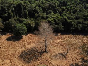Desmatamento na Amazônia cai 36% no primeiro quadrimestre