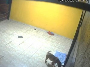 [Vídeo] PMs doam comida e cobertor para cadela de rua que estava com fome e frio