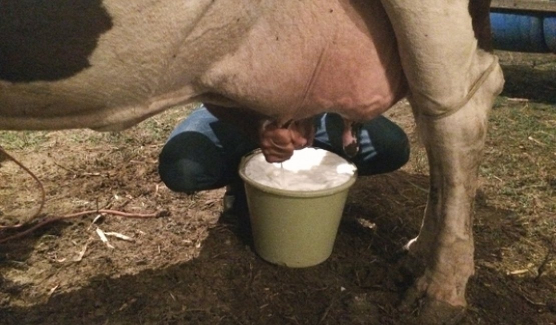 Lideranças destacam importância do Programa do Leite para Alagoas