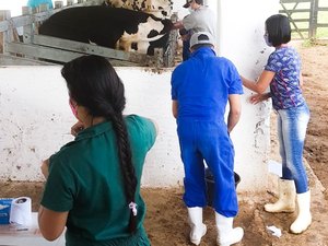 Curso de inseminação artificial em bovinos completa 26 anos