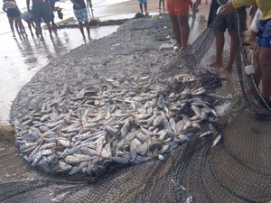 Pescador captura quase uma tonelada de peixes em Japaratinga; veja imagens