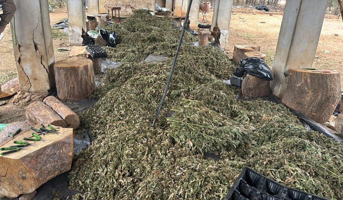 PF faz operação contra grupo que cultivava e distribuía maconha em Alagoas