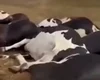 Queda de fio elétrico mata 27 vacas em fazenda de Batalha