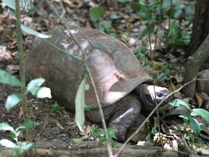 Papagaios-do-mangue e jabutis chegam a AL com missão de contribuir para refaunação e replantio de florestas