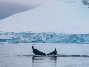 Fotógrafo captura salto de baleia-jubarte alinhado ao Pão de Açúcar. Veja