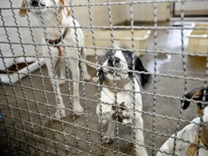 Projeto aprovado na Câmara proíbe uso de animais em testes cosméticos