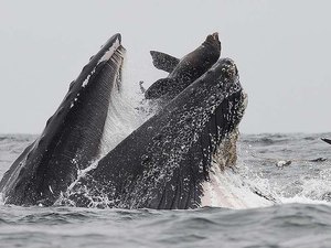 Fotógrafo registra momento em que baleia-jubarte quase engole leão-marinho