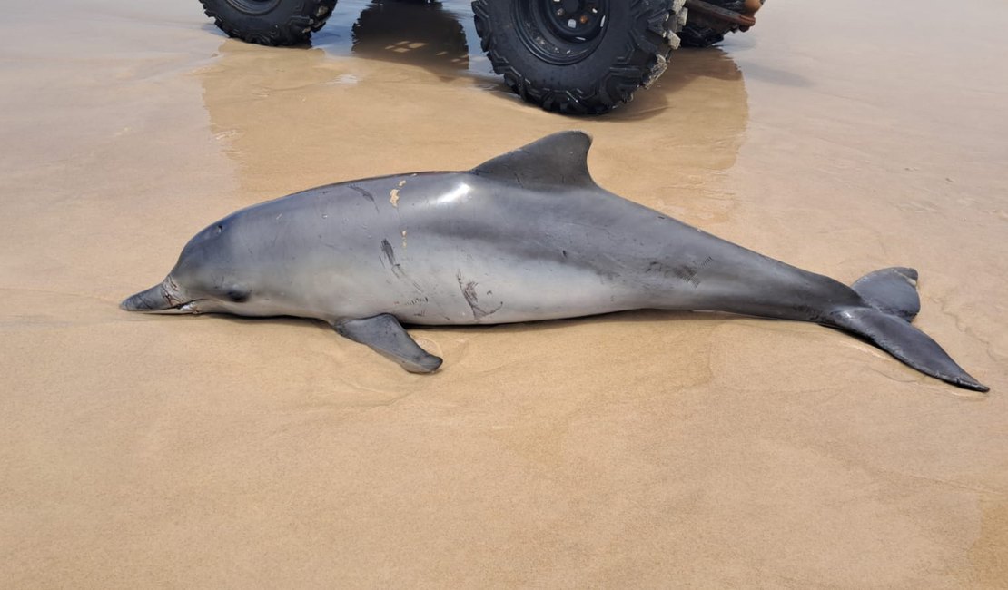 Golfinho é encontrado morto com ferimentos na Praia do Francês, em Marechal