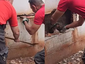 [Vídeo] Gato fica preso em parede e é resgatado por bombeiros no interior