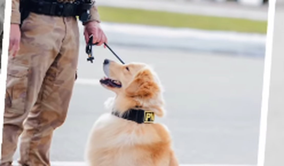 Golden Retriever vira destaque ao posar para sessão de fotos em desfile