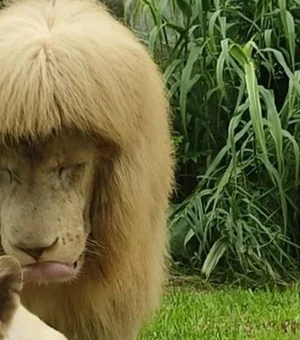 Leão com franja em zoológico causa revolta na China: “Coisa horrível”