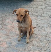 Moradora de Chã de Bebedouro pede ajuda para animais abandonados