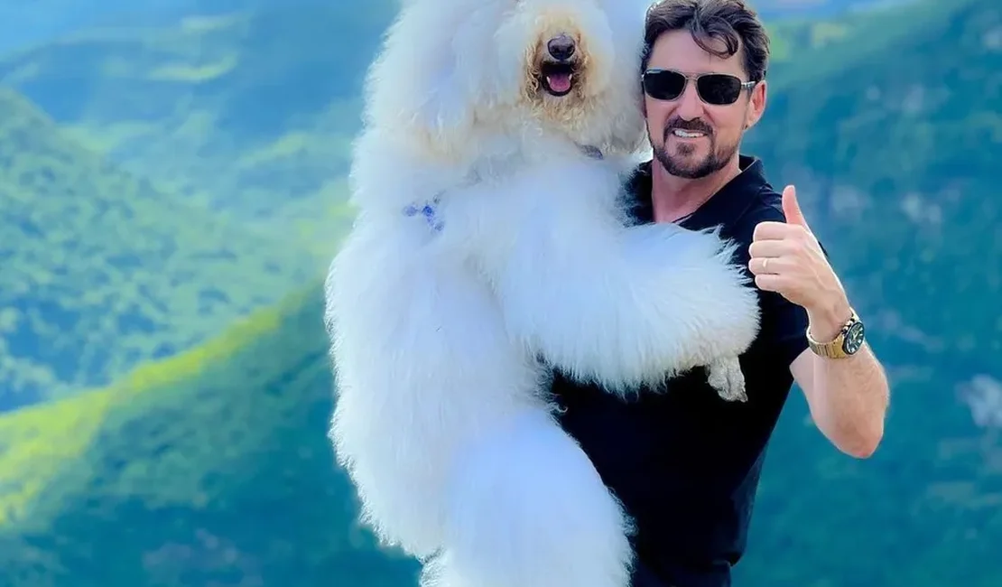 Conheça Bredy, o poodle gigante de 30 kg que faz sucesso nas redes sociais