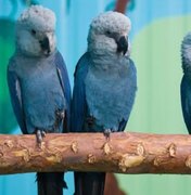 Risco de extinção: últimas ararinhas-azuis livres na natureza estão com vírus letal