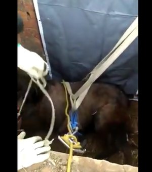 [Vídeo] Cavalo cai em fossa e é resgatado pelos Bombeiros em Maceió