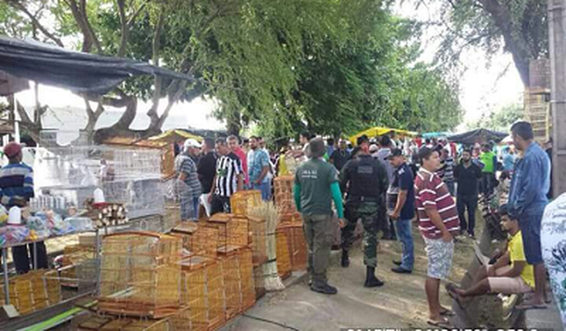 Polícia resgata pássaros silvestres em feiras livres de Maceió