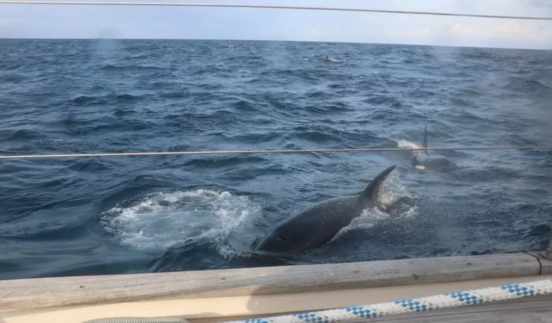 Navegadores ingleses dizem que foram atacados por 30 orcas 'raivosas'; veja