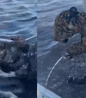Pescador 'fisga' e ajuda filhote de onça a atravessar rio no Pantanal