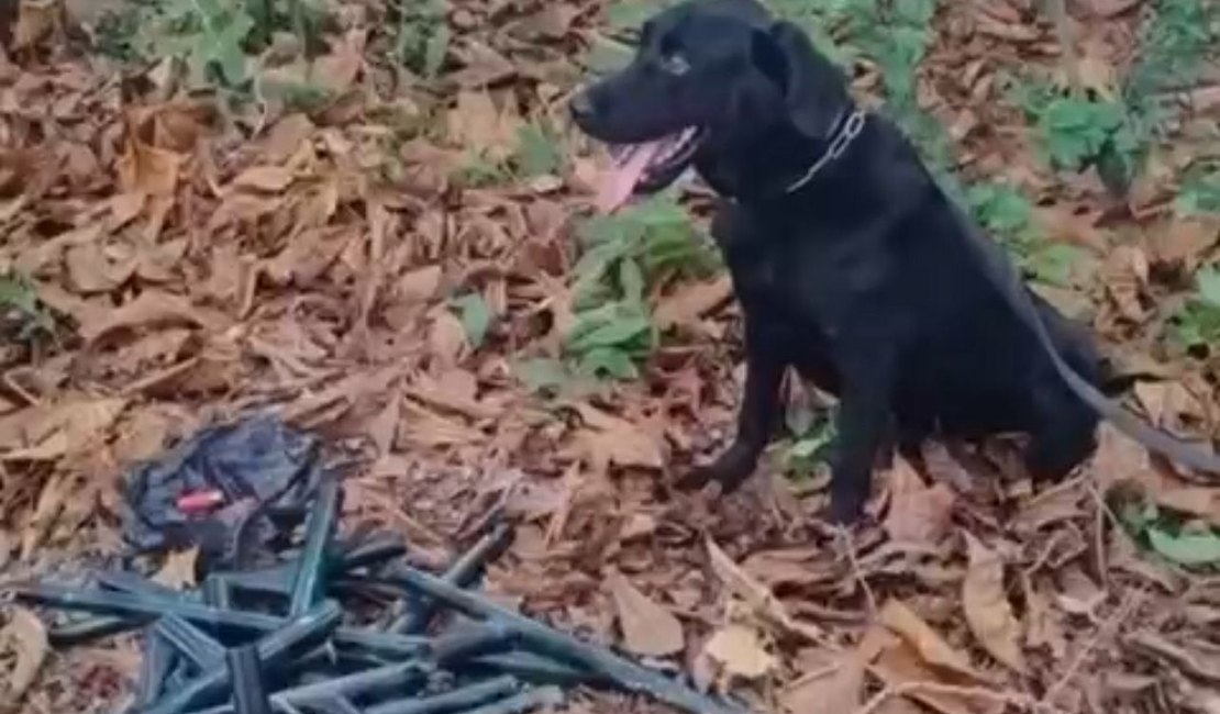 Polícia Militar apreende 10 armas artesanais enterradas em área de mata no Pontal da Barra