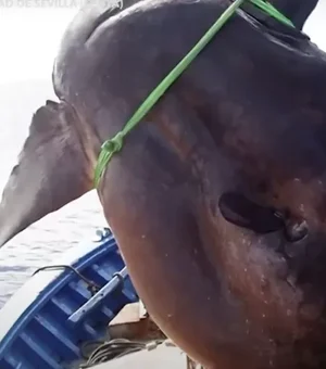 Gigante! Peixe-lua de 2t é achado por pescadores de atum - e volta ao mar