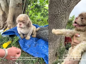 Cão espera por tutor em parque e abandono comove a internet