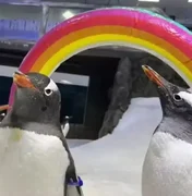 Pinguim famoso mundialmente por 'casamento gay' morre na Austrália - tragédia comove comunidade LGBT