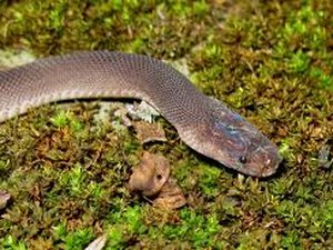 Cobra encontrada dentro de escola é libertada em matagal