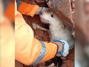 Cão 'Pumba' é resgatado com vida de escombros em Juiz de Fora (MG)