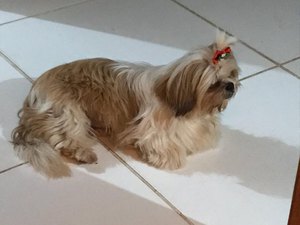 Família está a procura de cadela da raça shih tzu desaparecida em Arapiraca 