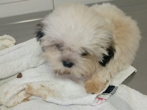 Tutor faz vaquinha online para ajudar no tratamento de cãozinho em Maceió