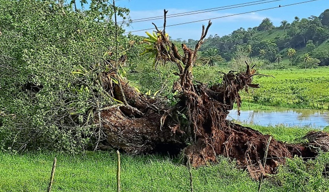 Árvore cai sobre rede elétrica e paralisa captação de água do Pratagy