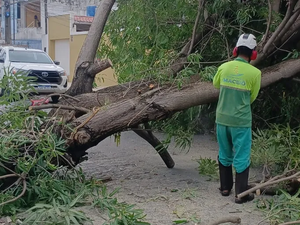 Árvore cai, derruba poste e atinge residência no bairro da Jatiúca, em Maceió