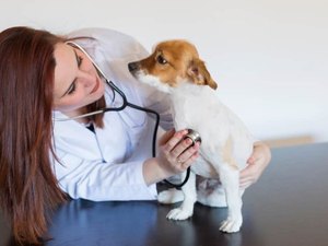 Chega ao Brasil o primeiro remédio para tratar câncer em cães